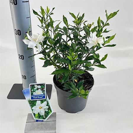 Gardenia jasm. Fool Proof Pot 2 liter 25-30cm