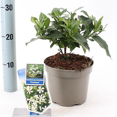 Gardenia jasm. Pinwheel Pot 2 liter 25-30cm