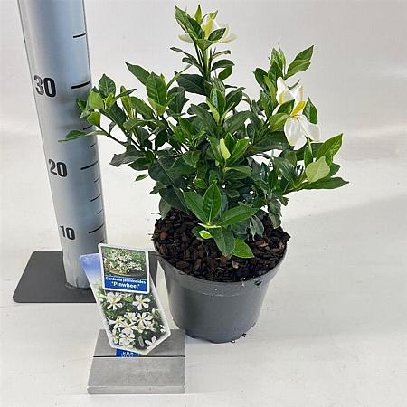 Gardenia jasm. Pinwheel Pot 2 liter 25-30cm