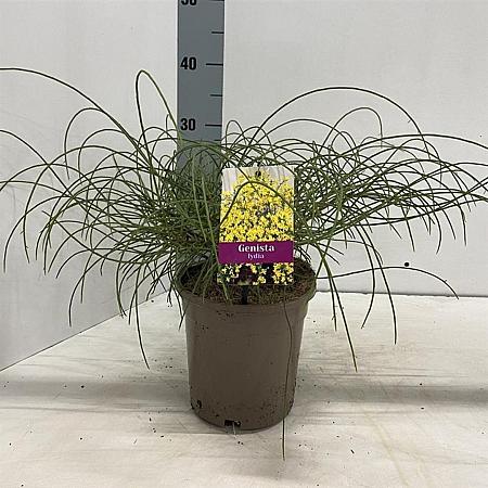 Genista lydia Pot 2 Liter30 - 40 cm