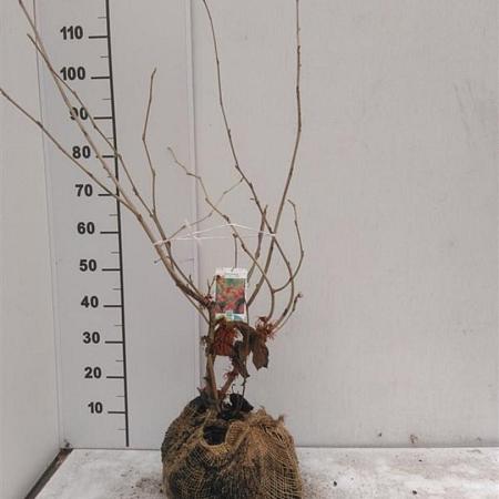 Hamamelis int. 'Diane' Kluit 60 - 80 cm