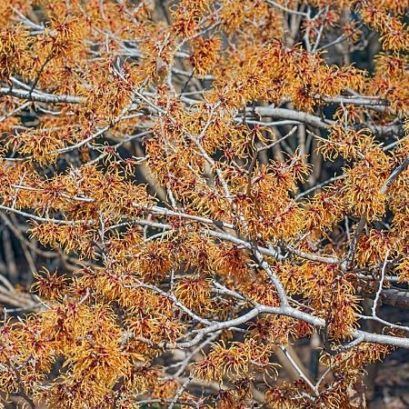 Hamamelis int. 'Diane' Kluit 60 - 80 cm