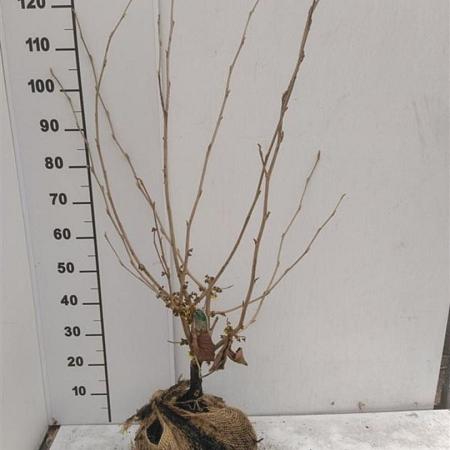 Hamamelis int. 'Jelena' Kluit 80 - 100 cm