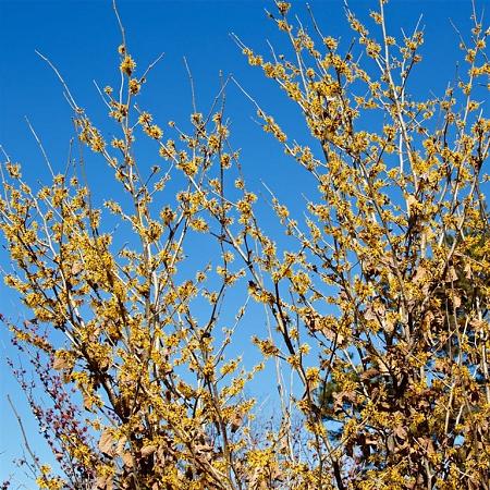 Hamamelis int. 'Pallida' Pot 20 Liter 125 - 150 cm