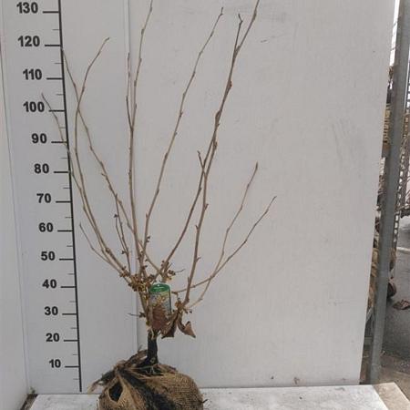 Hamamelis int. 'Westerstede' Kluit 80 - 100 cm