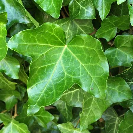 Hedera helix Pot 2 Liter60 - 80 cm