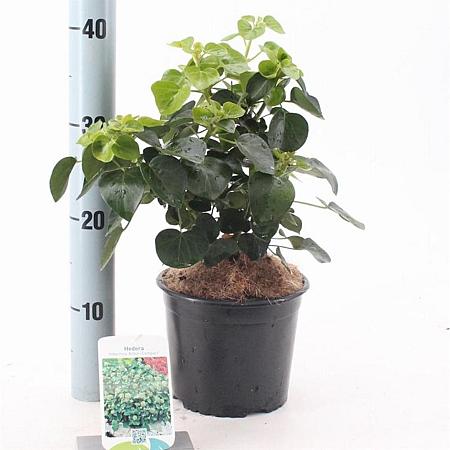Hedera hib. 'Arbori Compact' Pot 2 Liter 20 - 30 cm