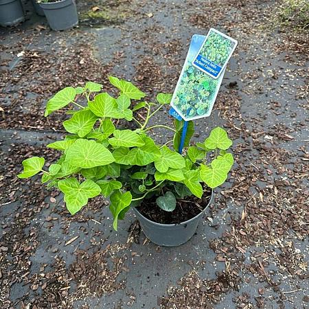 Hedera hib. 'Arbori Compact' Pot 2 Liter 20 - 30 cm