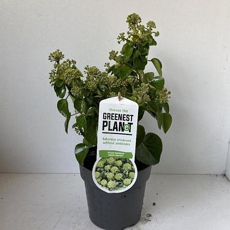 Hedera hib. 'Arbori Compact' Pot 2 Liter 20 - 30 cm