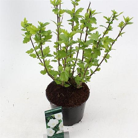 Hibiscus syr. 'Totus Albus' Pot 3 Liter 40 - 50 cm