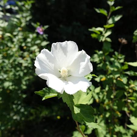 Hibiscus syr. 'Totus Albus' Pot 3 Liter 40 - 50 cm