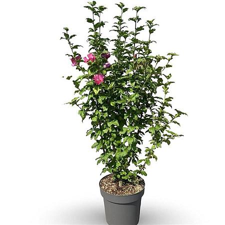 Hibiscus syr. 'Woodbridge' Pot 3 Liter 40 - 50 cm