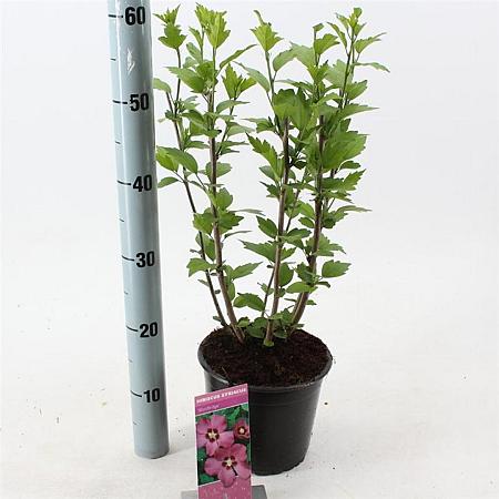 Hibiscus syr. 'Woodbridge' Pot 3 Liter 40 - 50 cm