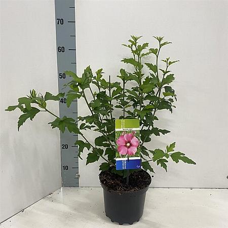 Hibiscus syr. 'Woodbridge' Pot 3 Liter 40 - 50 cm