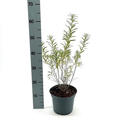 Hippophae rhamnoides Pot 3 Liter 40 - 50 cm