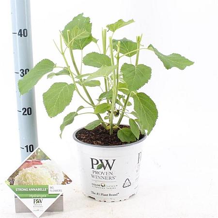 Hydrangea a. Strong Annabelle Pot 3 Liter 40 - 50 cm