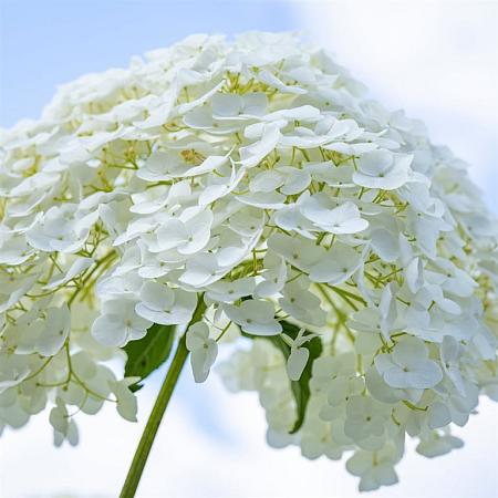 Hydrangea a. Strong Annabelle Pot 20 Liter 100 - 125 cm