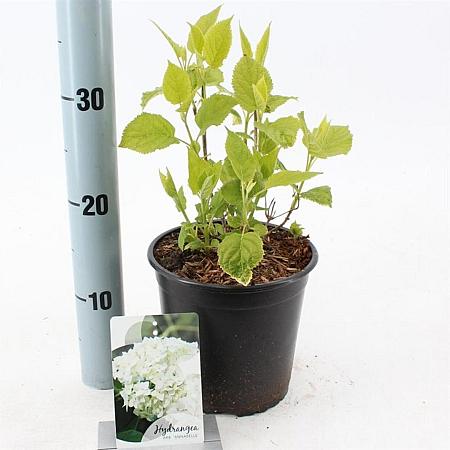Hydrangea a. 'Annabelle' Pot 2 Liter 20 - 30 cm