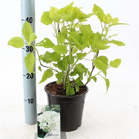 Hydrangea a. 'Annabelle' Pot 2 Liter 20 - 30 cm