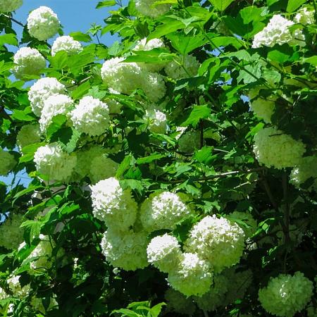 Hydrangea a. 'Annabelle' Pot 35 Liter 100 - 125 cm