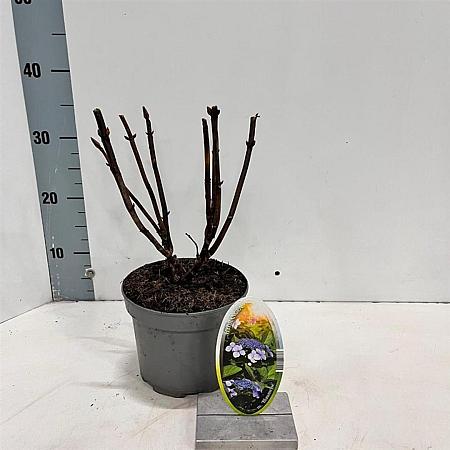 Hydrangea m. 'Blaumeise' Pot 2 Liter 20 - 30 cm