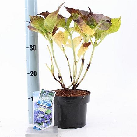 Hydrangea m. 'Blaumeise' Pot 2 Liter 20 - 30 cm