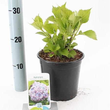 Hydrangea m. 'Bouquet Rose' Pot 2 Liter 20 - 30 cm
