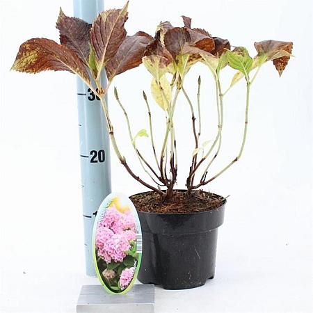 Hydrangea m. 'Bouquet Rose' Pot 2 Liter 20 - 30 cm