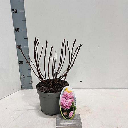 Hydrangea m. 'Bouquet Rose' Pot 2 Liter 20 - 30 cm