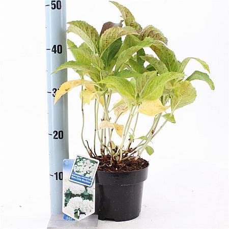Hydrangea m. 'Mad. Emile Mouillère' Pot 2 Liter 20 - 30 cm