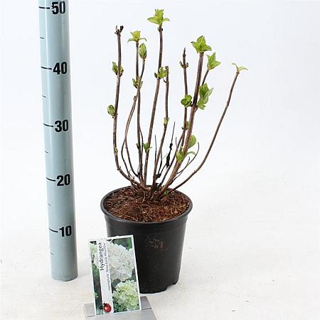 Hydrangea m. 'Mad. Emile Mouillère' Pot 2 Liter 20 - 30 cm