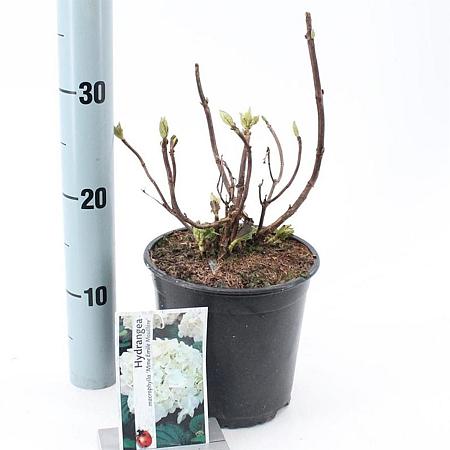 Hydrangea m. 'Mad. Emile Mouillère' Pot 2 Liter 20 - 30 cm