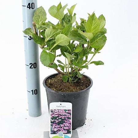 Hydrangea m. 'Mariesii Perfecta' Pot 2 Liter 20 - 30 cm