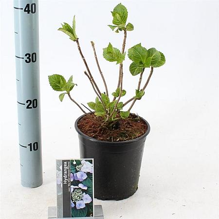 Hydrangea m. 'Mariesii Perfecta' Pot 2 Liter 20 - 30 cm