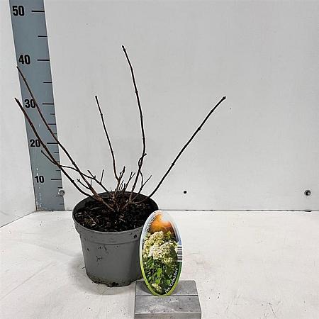 Hydrangea pan. 'Grandiflora' Pot 2 Liter 20 - 30 cm