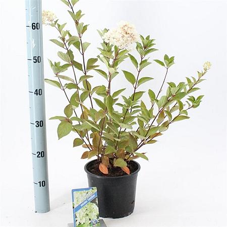 Hydrangea pan. 'Grandiflora' Pot 2 Liter 20 - 30 cm