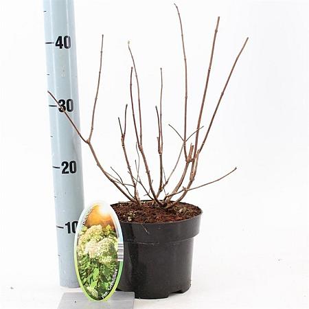 Hydrangea pan. 'Grandiflora' Pot 2 Liter 20 - 30 cm