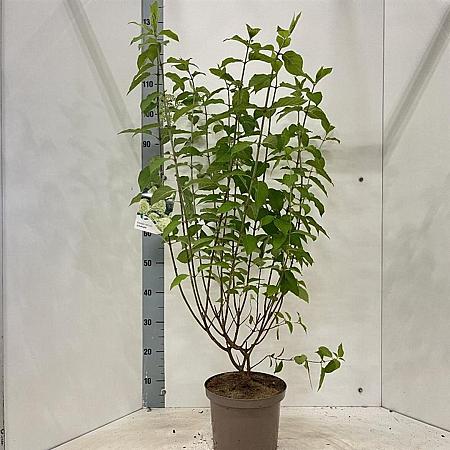 Hydrangea pan. 'Limelight' Pot 5 Liter 30 - 40 cm