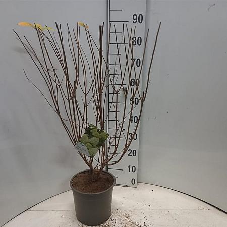 Hydrangea pan. 'Limelight' Pot 5 Liter 30 - 40 cm