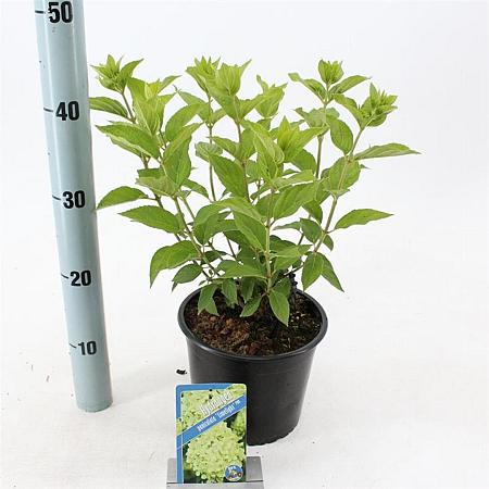 Hydrangea pan. 'Limelight' Pot 2 Liter 20 - 30 cm