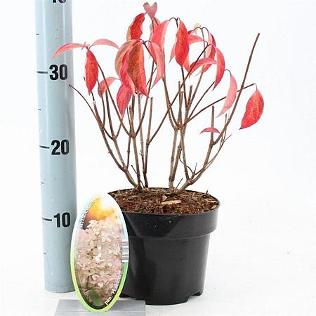 Hydrangea pan. 'Phantom' Pot 2 Liter30 - 40 cm