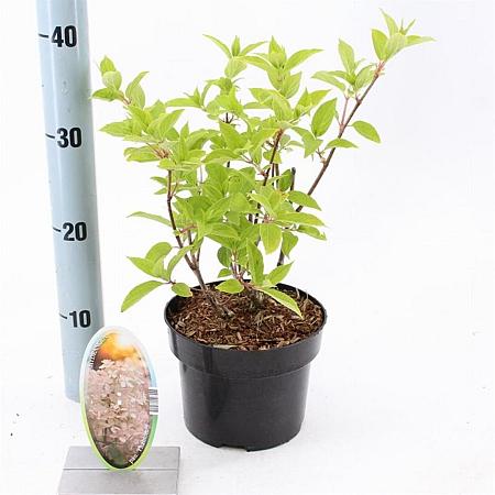 Hydrangea pan. 'Phantom' Pot 2 Liter30 - 40 cm