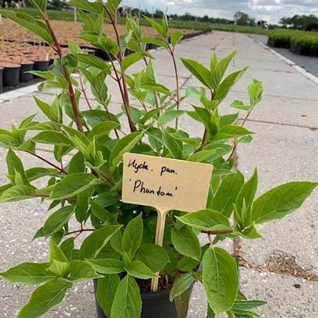 Hydrangea pan. 'Phantom' Pot 2 Liter30 - 40 cm