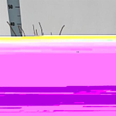 Hydrangea pan. 'Phantom' Pot 2 Liter30 - 40 cm