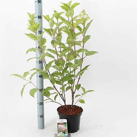 Hydrangea pan. 'Phantom' Pot 3 Liter 50 - 60 cm