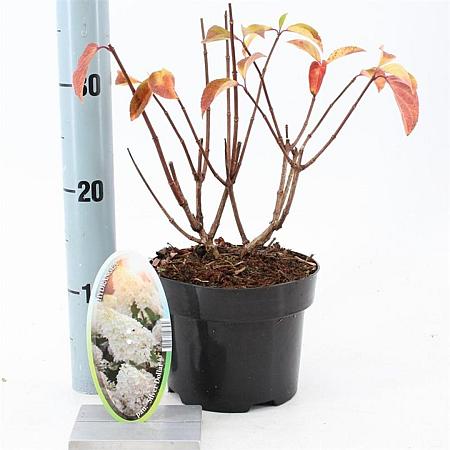 Hydrangea pan. 'Silver Dollar' Pot 2 liter 25-30cm