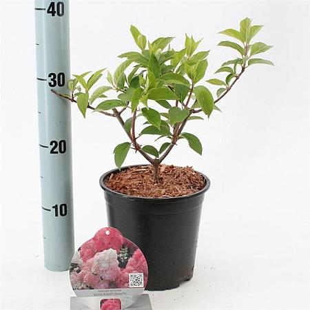 Hydrangea pan. Vanille-Fraise Pot 2 liter 25-30cm