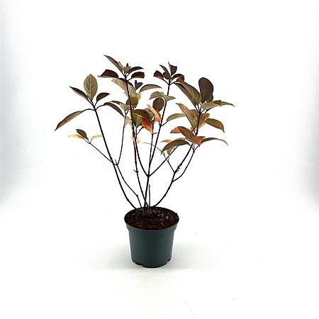 Hydrangea pan. 'Wim's Red' Pot 3 Liter 40 - 50 cm