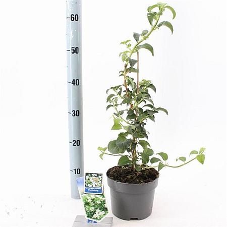 Hydrangea petiolaris Pot 2 Liter40 - 50 cm