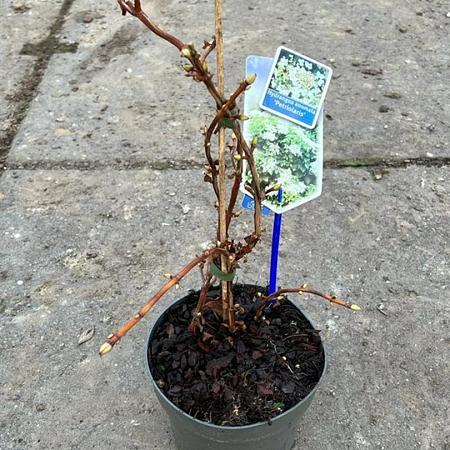 Hydrangea petiolaris Pot 2 Liter40 - 50 cm